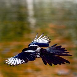 Close-up of a bird flying