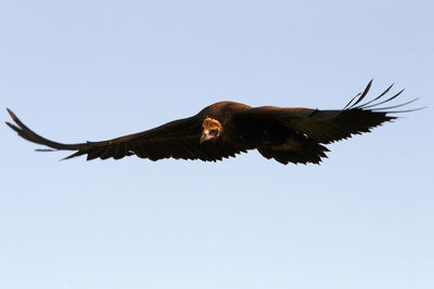 Low angle view of eagle flying in sky