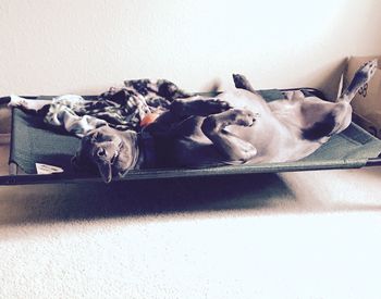 Close-up of dog lying on floor