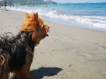 Dog on beach