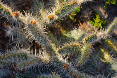 High angle view of succulent plant