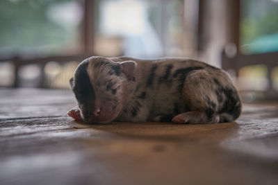 Close-up of a dog sleeping on floor