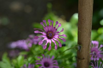Close-up of butterfly on pink flower