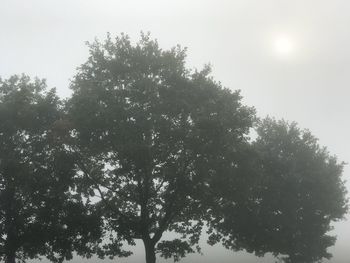 Low angle view of trees against clear sky