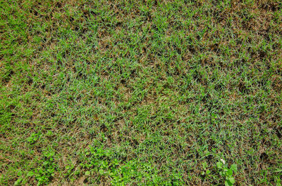 Full frame shot of fresh green field