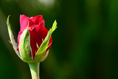 Close-up of red rose bud