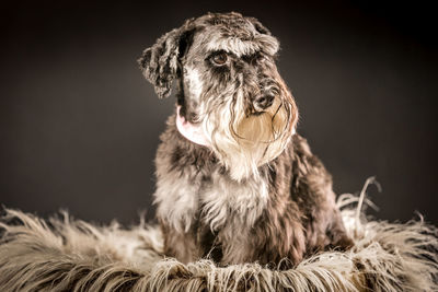 Close-up of a dog looking away