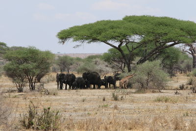 Elephants under tree 