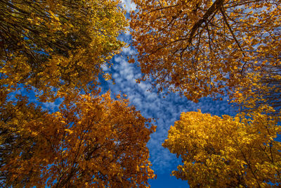 Trees against sky