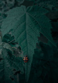 Close-up of ladybug on leaf