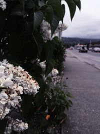 Close-up of flowers