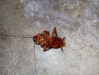High angle view of butterfly on wall