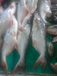 Close-up of fish for sale in market