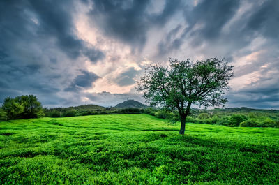 Scenic view of grassy landscape against sky
