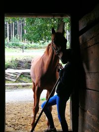 Dog standing on horse