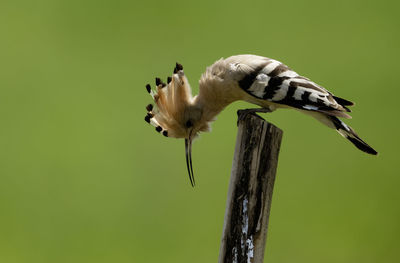 Close-up of bird perching