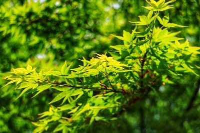 Close-up of maple leaves on tree