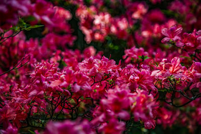 Close-up of pink flowering plant