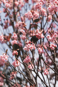 Close-up of pink cherry blossoms in spring