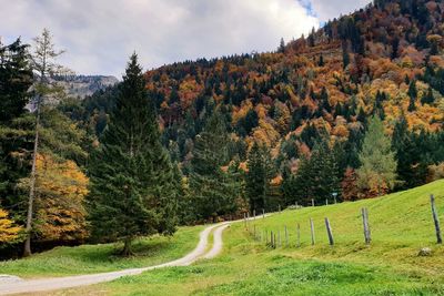 Scenic view of road amidst trees against sky