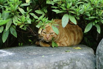 Portrait of a cat