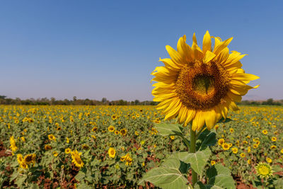 Yellow sunflower in field against clear sky