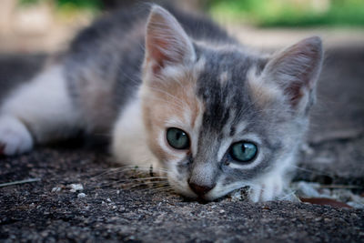 Close-up portrait of a cute cat