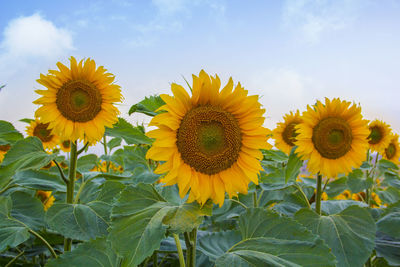 Sunflowers blooming on field against sky