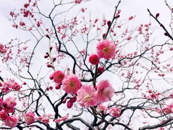 Low angle view of cherry blossoms against sky