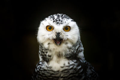 Close-up of bird against black background