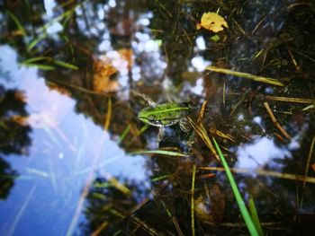 Close-up of insect on water