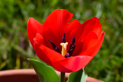Close-up of red flower