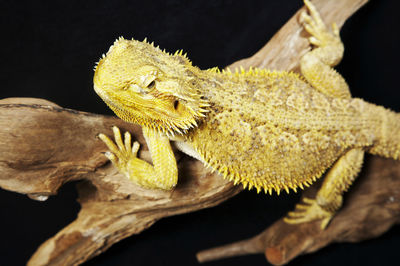 Close-up of bearded dragon on branch against black background