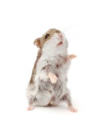 Close-up of rabbit over white background