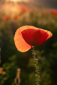 Close-up of red poppy flower