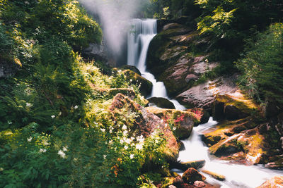 Scenic view of waterfall in forest