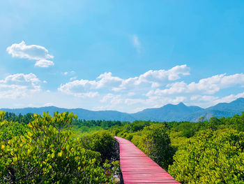 Wooden bridge in the mangrove forest