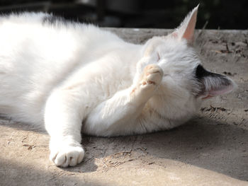 Close-up of white cat resting