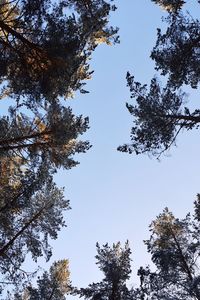 Low angle view of trees against sky