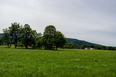 Trees on field against sky