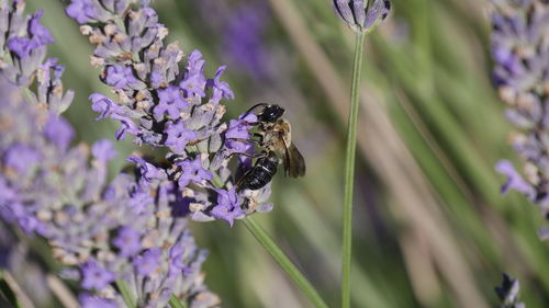 Close-up of bee pollinating on lavender