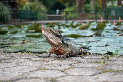 Close-up of lizard