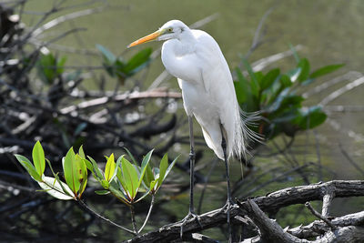 Close-up of bird perching on tree