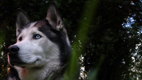 Close-up of dog on tree against sky