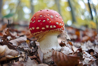 Close-up of fly agaric mushroom