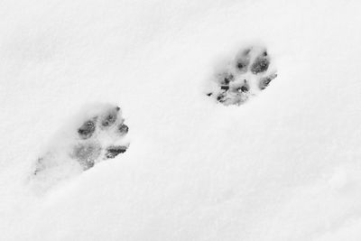 Dog paw prints in the snow in black and white