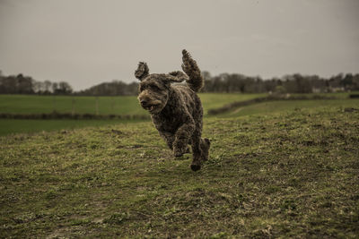 Dog running on field