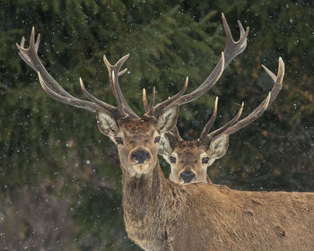 Portrait of stags during snow fall