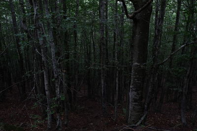 View of trees in forest