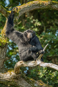 Elephant sitting on tree in forest